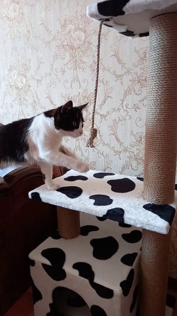 Кошка играет интересно юмор