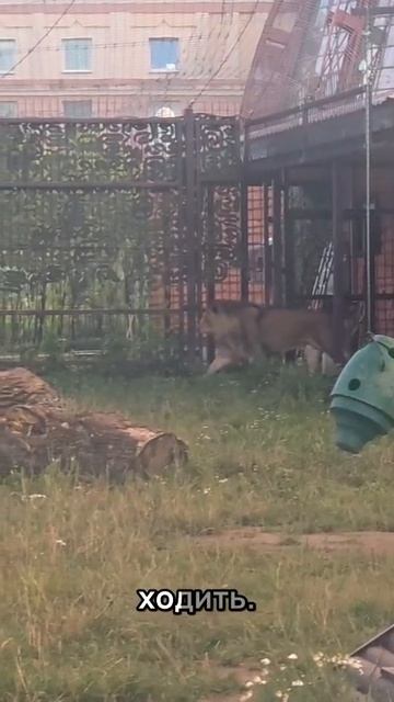 ERNB7618_24.08.2026_Видео от Светланы