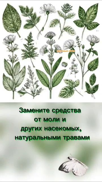 От моли