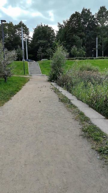 Воробьи 🐦