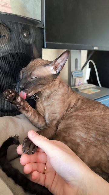 Кошкин хвостик