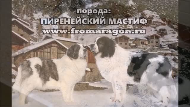 О породе собак_ ПИРЕНЕЙСКИЙ МАСТИФ.  Www.fromaragon.ru