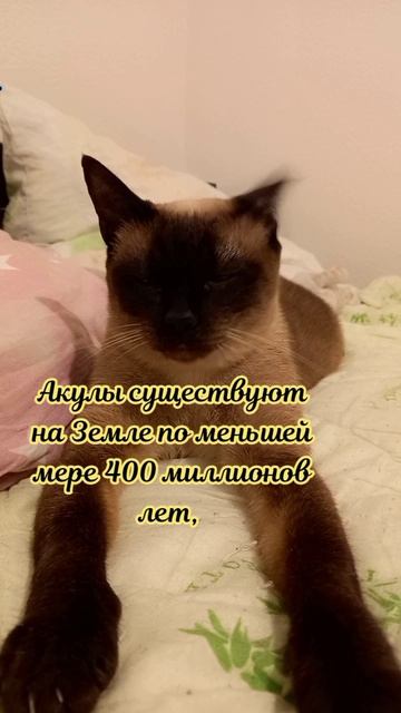 Клеопатра
#факты #история #уход #жизнь # #радость #интересно #рекомендации #популярное #подборка #ко