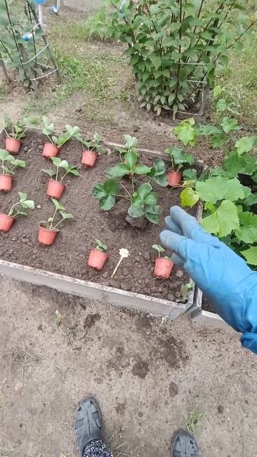 Рассаживаю клубнику сорта Амалия!!!