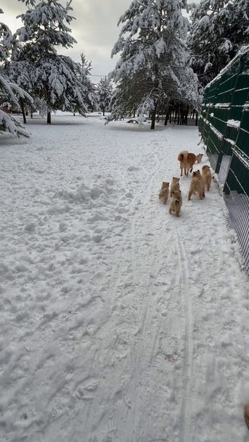 Когда все ДЕТИ похожи, но МАМА знает своего All KIDS look the same… but MOM knows her own