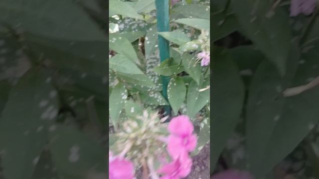 860.mp4
