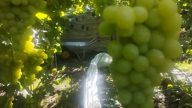 Самые стабильные и урожайные сорта винограда на моём участке .