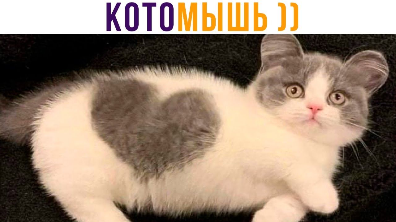 КОТОМЫШЬ? МЫШЕКОТ?))) Приколы с котами