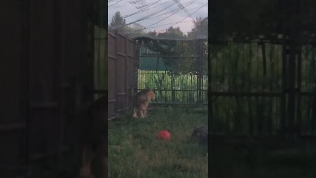 OINZ5425_24.08.2026_Видео от Светланы