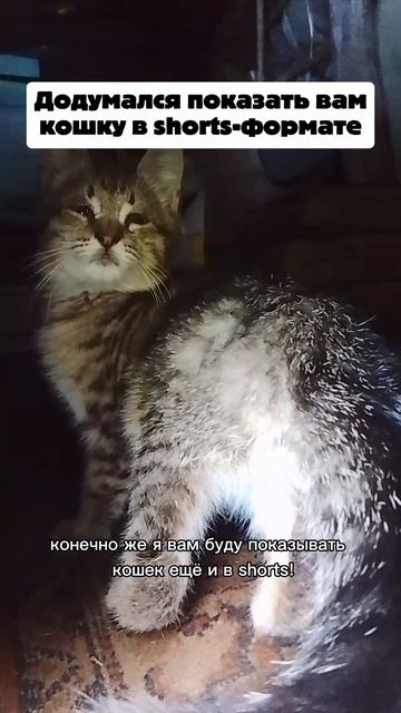 Показываю кошек ещё и в вертикальном режиме!