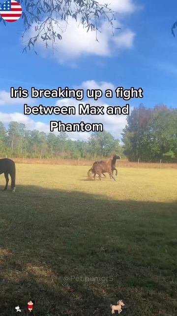 Horse's