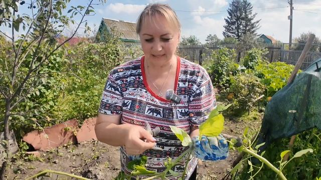 Начала по немногу убирать на даче / Собрала урожай