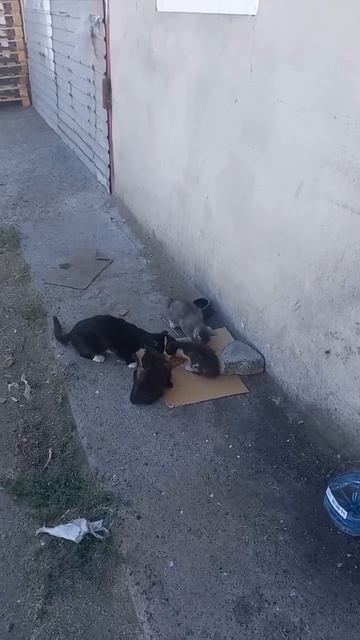 В Харцызске на базе живут кошки, появились разновозрастные котята. Среди них маленький чёрный котёно