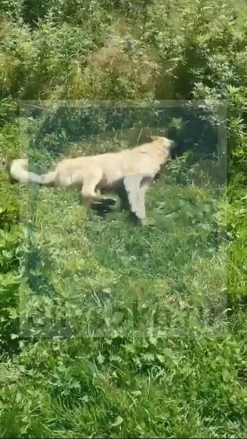 Жуткие кадры отравления собаки опубликовали жители Южно-Курильска