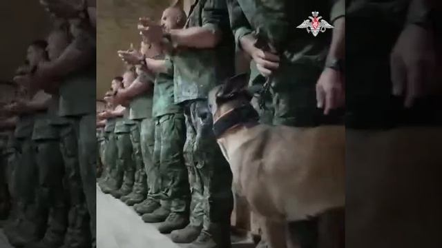 СВО Смотри 