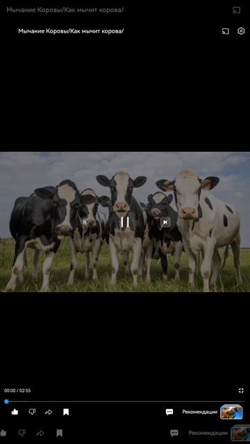 Мука ПШЕНИЧНАЯ от коровы 🐄