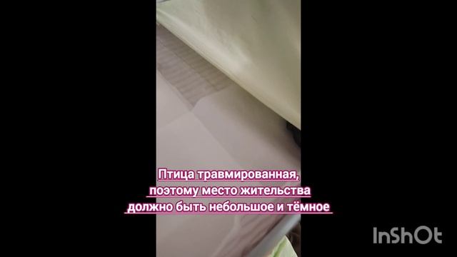 Пике.Начало