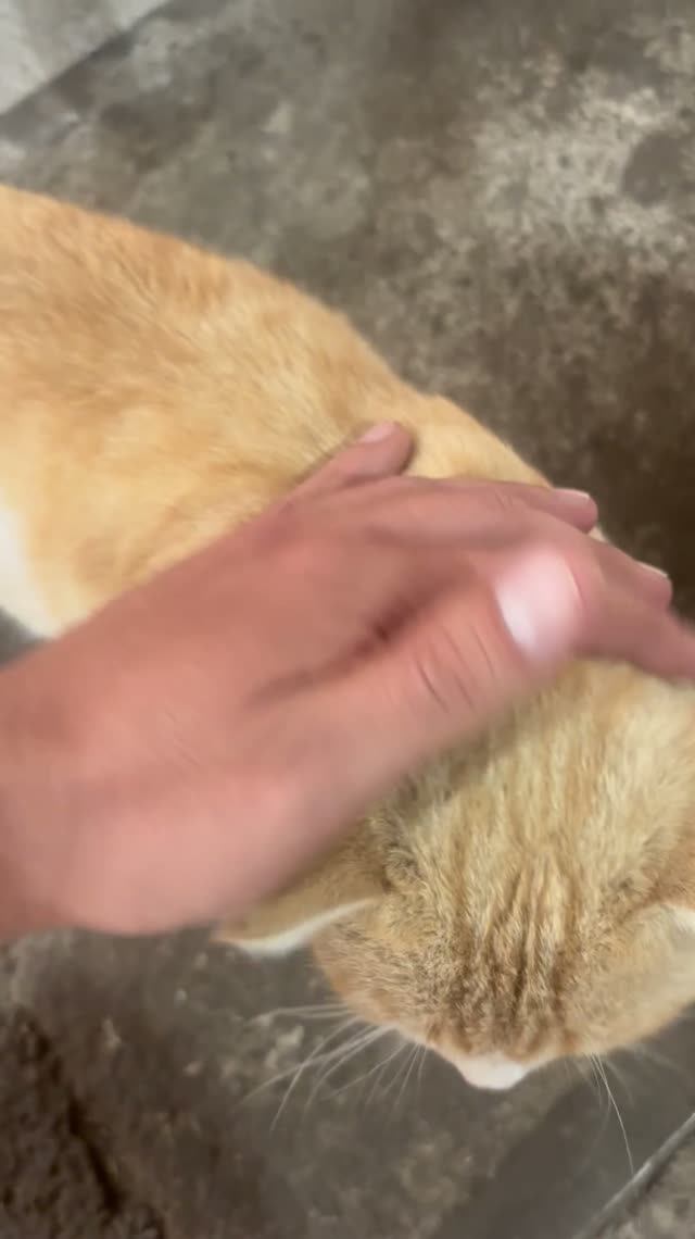 Рыжик 😼