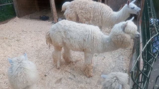 ПОБОЛТАТЬ И ПООБЩАТЬСЯ ПАРК БЕРЁЗОВАЯ РОЩА.  И МИНИ ЗООПАРК