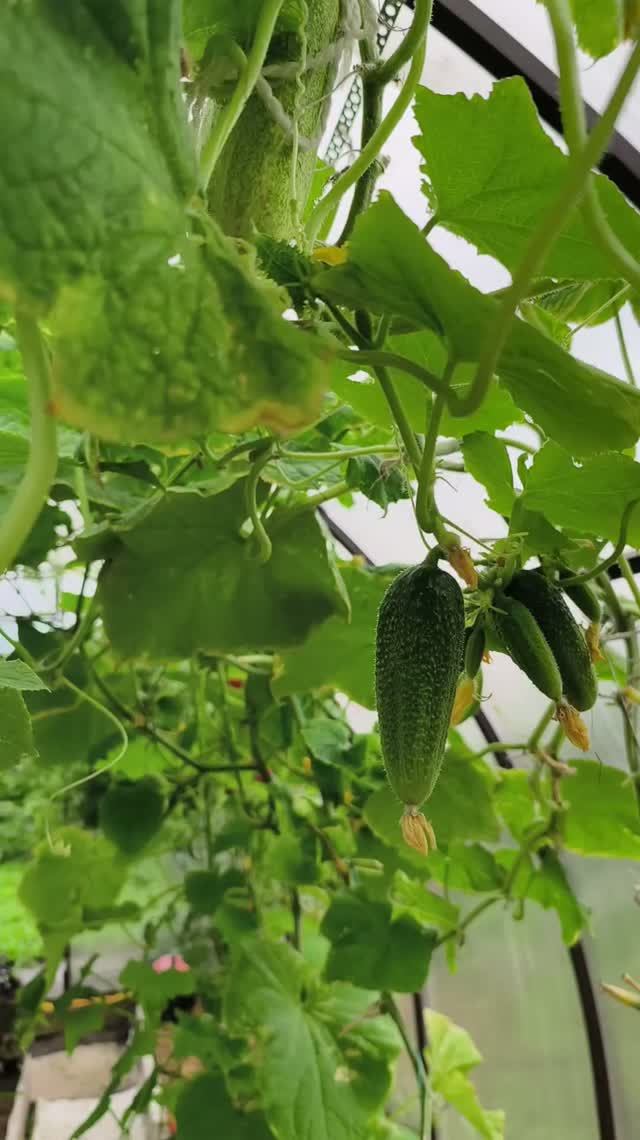 Огурцы плодоносят до заморозков 🥒🥒🥒👍