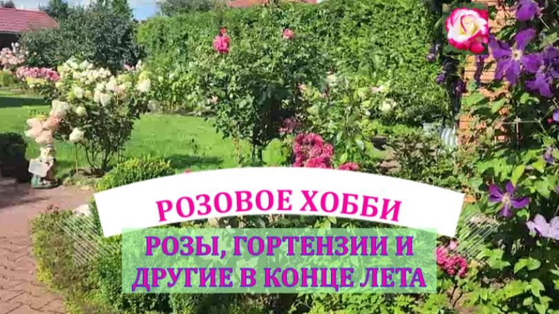 РОЗЫ ГОРТЕНЗИИ И ДРУГИЕ ДЕКОРАТИВНЫЕ РАСТЕНИЯ В КОНЦЕ ЛЕТА. ПРИГЛАШАЮ НА ПРОГУЛКУ