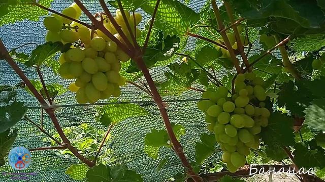 Выпуск 56. 21 августа. Обзор виноградника Бананас.