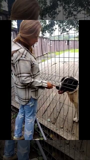 Нежный компаньон САО Зара 🌸🔎7⃣Ю 🏠❗ Пост в описании 🎥 #сао #собака #animals #алабай #любовь