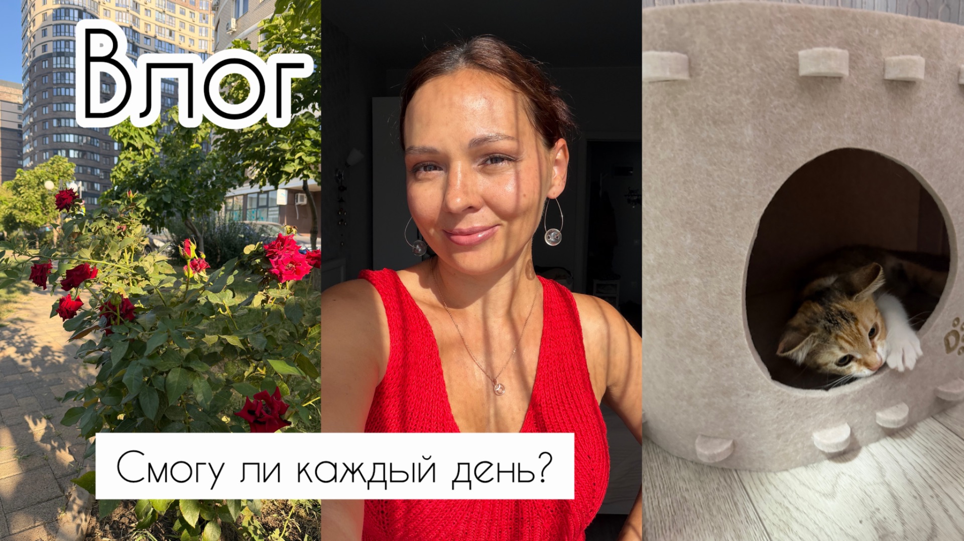 Влоги каждый день?  О заработке во ВКонтакте Продолжение с кошками
