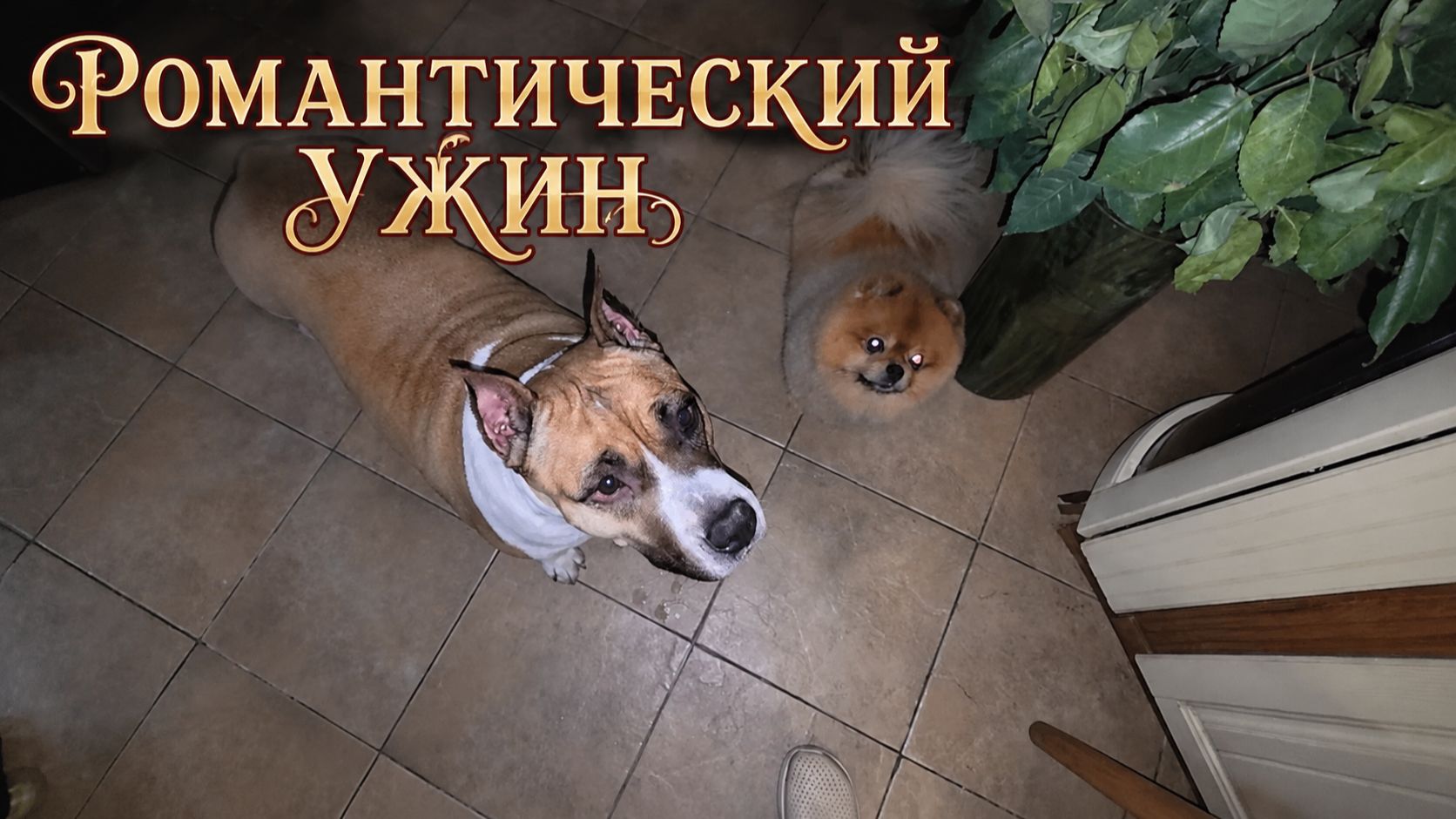 РОМАНТИЧЕСКИЙ УЖИН...)))