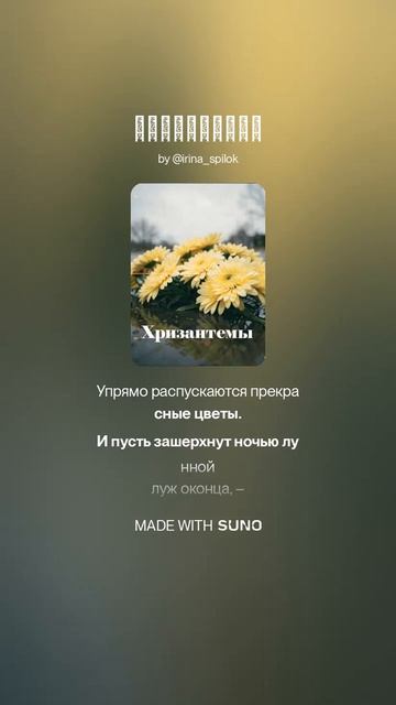 Хризантемы