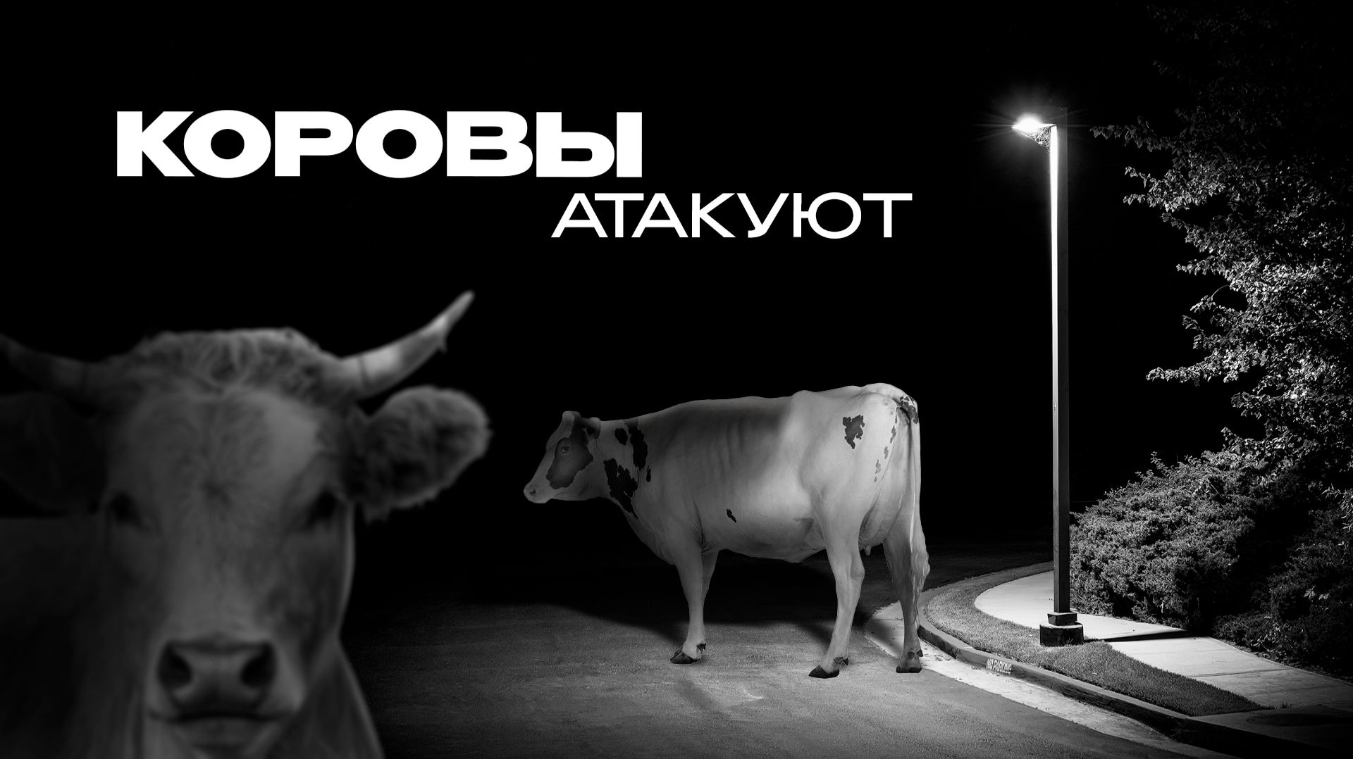 Шерловая Гора страдает от незаконного выгула скотины
