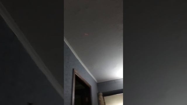 игра с котиками