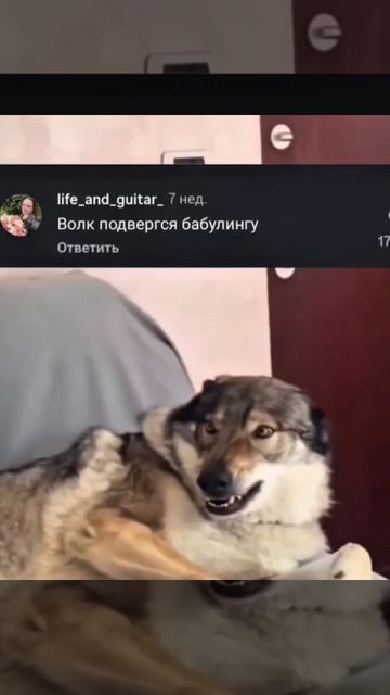 Волк подвергся бабуллингу)))Подписываемся 😉