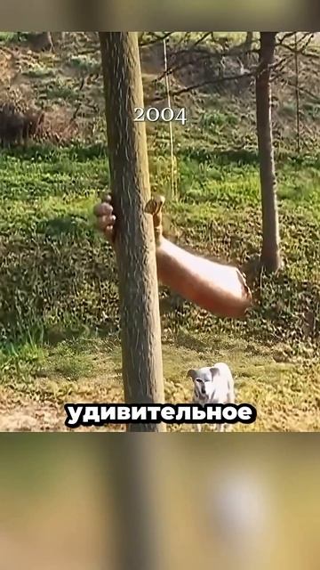 Дерево поглотило руку за 14 лет 😱 Что с ней произошло?