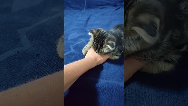 Сальто  Марика🤣✅ Вот ему и 2 месяца✅ обожаем его✅
