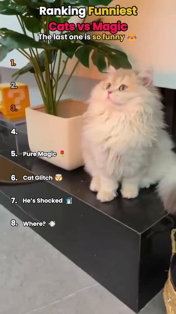 Ranking Funniest Cats Vs Magic 🪄🐈 #shorts