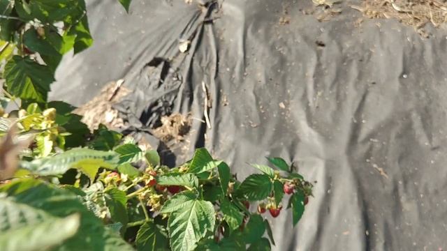 Жизнь в деревне   получила сирень  собираю малину  мои помощники 