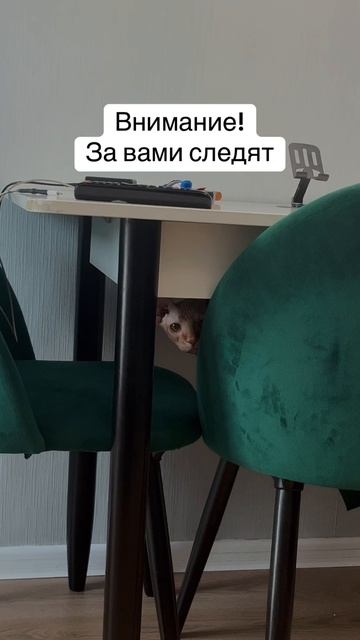 Важное заявление