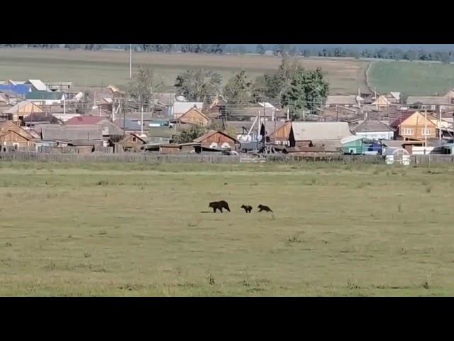 В Бурятии медведь напал на человека