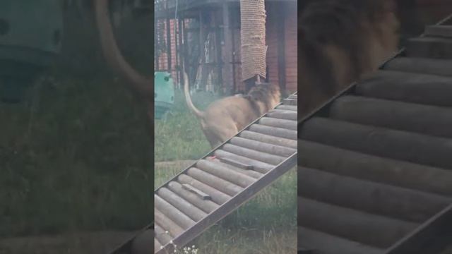 WYJQ7648_24.08.2026_Видео от Светланы