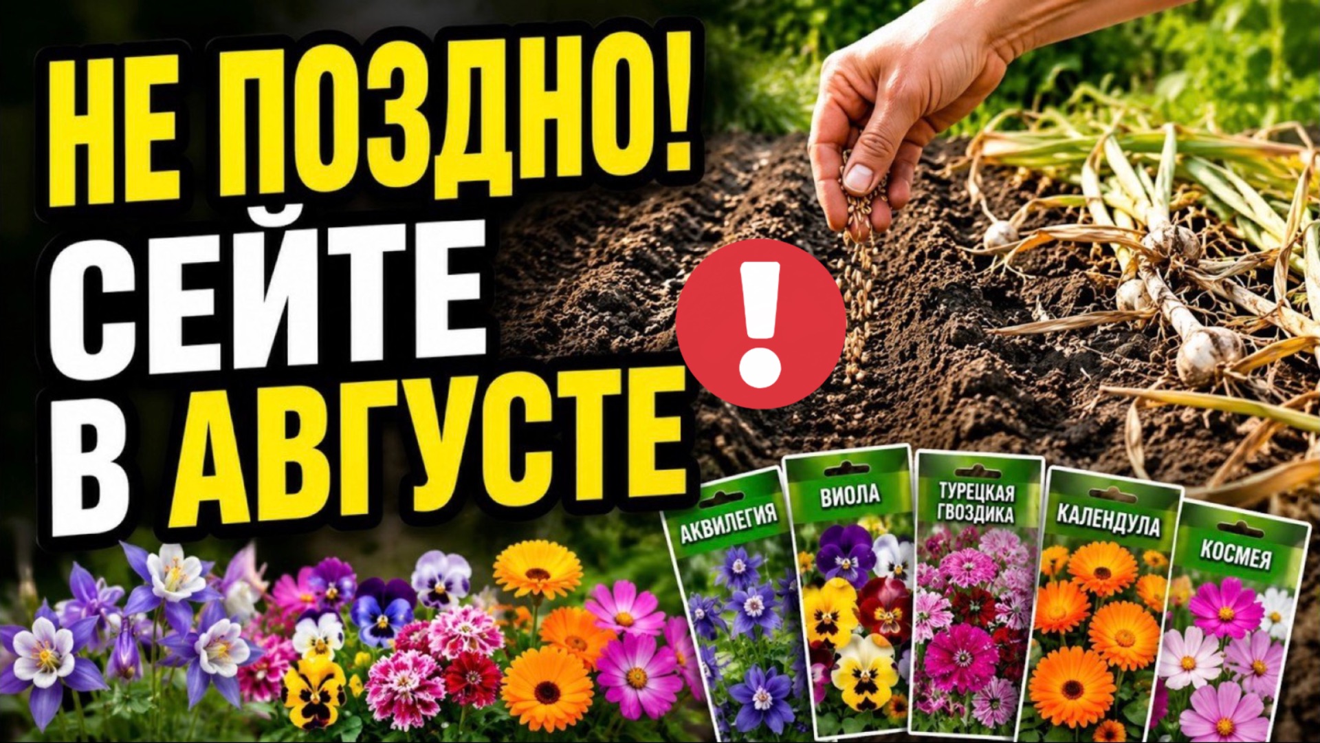 Не поздно! 9 цветов, которые можно посеять в августе - некоторые зацветут уже осенью