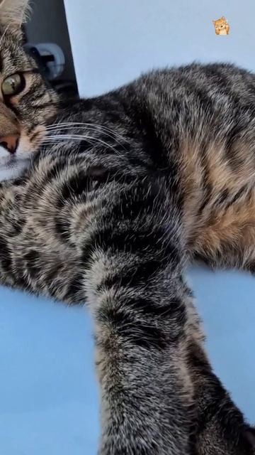Котик мурлычет во сне!😻Веселые котики. Коты хулиганы! Невероятные трюки! #кот #х #трюк #смех #short