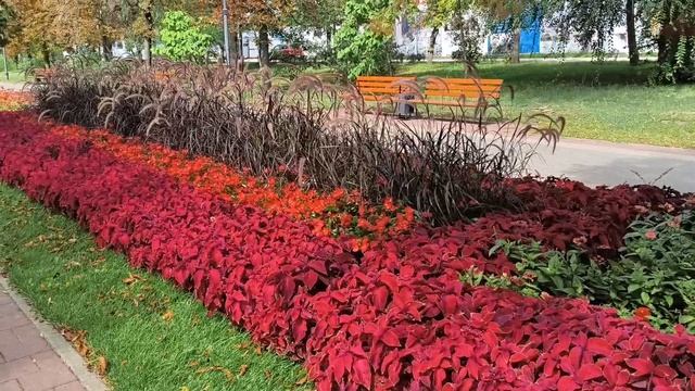 Белгород в цвету 24.08.26.