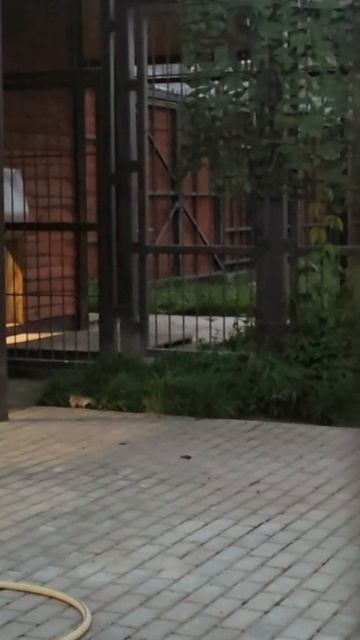 POSH9605_23.08.2026-Видео от Светланы