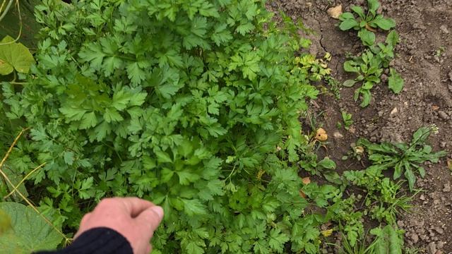 В ОГОРОДЕ КАК ВСЕГДА МНОГО ДЕЛ
