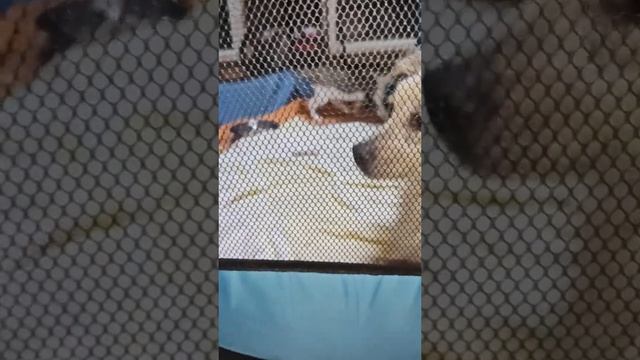 Котёнок уже не хочет сидеть в манеже