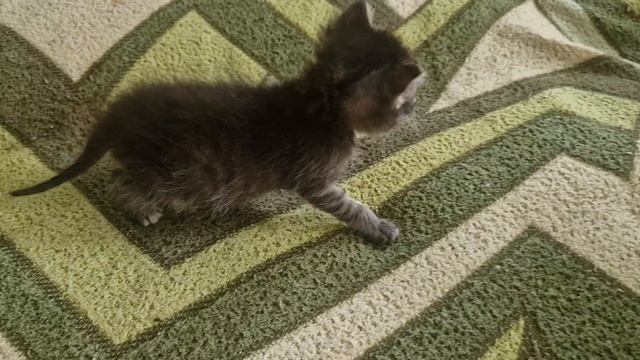 КОТЁНОК ЛУНТИК🤗🥰💯👋👋👋💥