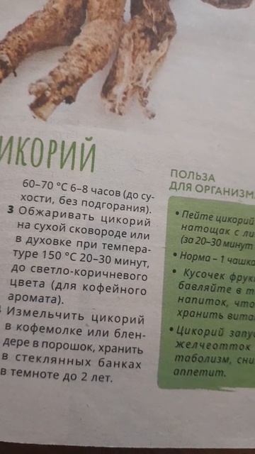 Сушёный цикорий