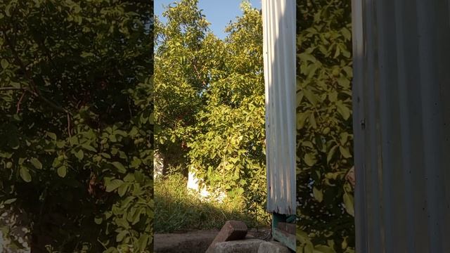 убираем траву со Шпулей