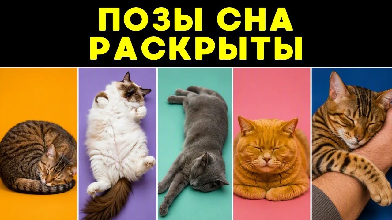 Поза, в которой ваш кот спит, раскрывает БОЛЬШЕ, чем вы думаете!